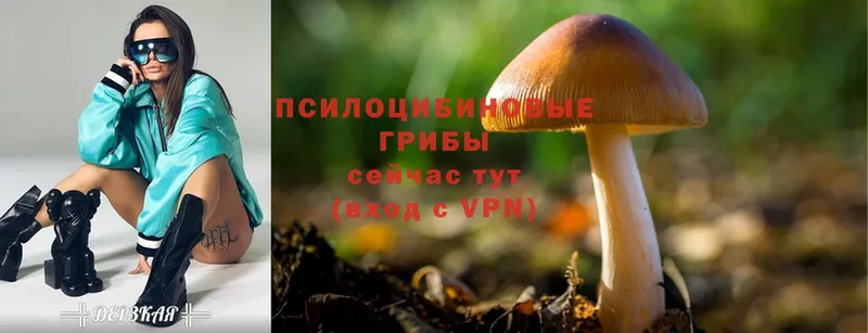 Галлюциногенные грибы Psilocybine cubensis  наркошоп  Петровск-Забайкальский 